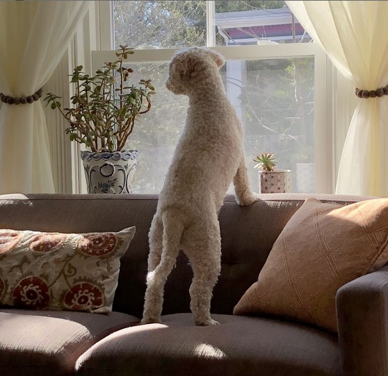 dog on a sofa looking out the window